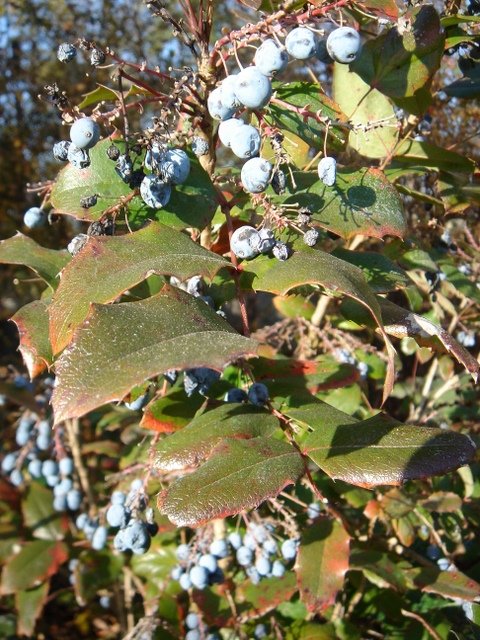 Mahonia aquifolium P3 P14 P16 P30